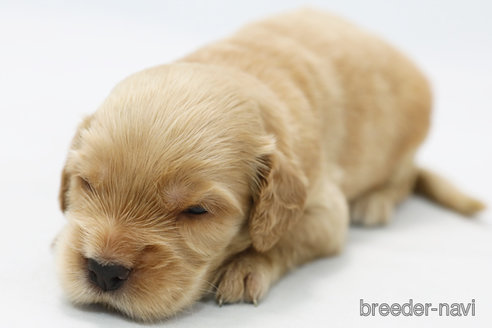 成約済の神奈川県のミックス犬-328250